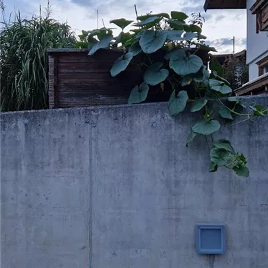 Eine Betonmauer mit großen grünen Blättern und einer Holzstruktur darüber. Der Himmel ist bewölkt und es ist Abendlicht zu sehen.