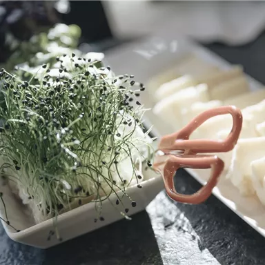 A plate with fresh sprouts and a pair of scissors for cutting. Next to it lie fine slices of a white dish.