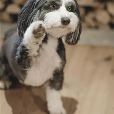 A small dog is politely raising its paw. In the background, logs are visible.