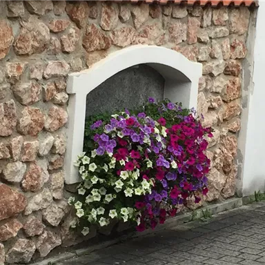 Ein farbenfrohes Blumenarrangement mit Petunien in lila, pink und weiß. Es hängt in einer Nische einer rustikalen Steinmauer.