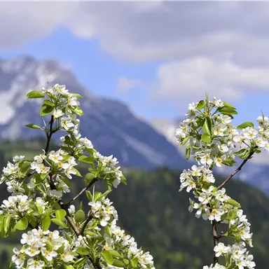 Blühende Obstbäume vor einer beeindruckenden Bergkulisse. Der Himmel ist blau mit einigen Wolken.