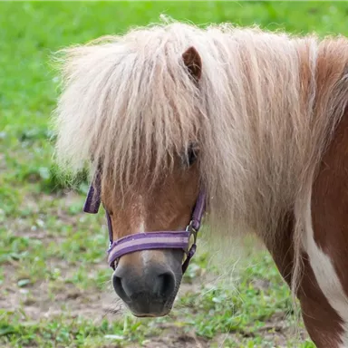 A small pony with a striking mane stands on a green meadow. It has a brown and white coat pattern and is wearing a halter.