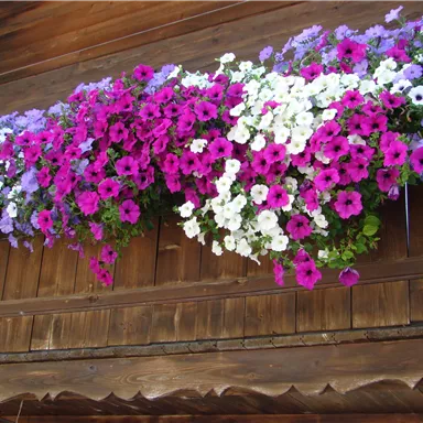 Bunte Blumen mit Lila, Pink und Weiß schmücken eine Holzveranda. Die Pflanzen verleihen einen fröhlichen und einladenden Eindruck.