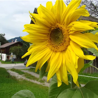 Eine große Sonnenblume mit leuchtend gelben Blütenblättern steht im Vordergrund. Im Hintergrund sind ein Haus und eine ruhige Landschaft zu sehen.