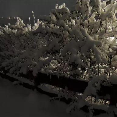 A snowy landscape at night, with densely grown shrubs. The snow covers everything and creates a quiet, wintry atmosphere.