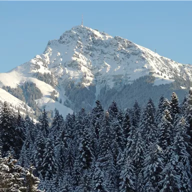 An impressive snow-covered mountain, surrounded by deep green coniferous trees. The clear sky highlights the majestic peak of the mountain.