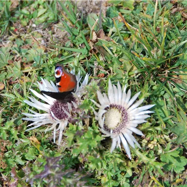 Ein Schmetterling mit leuchtend roten und blauen Farben sitzt auf einer weißen Blume. Die Umgebung ist grün und naturbelassen.