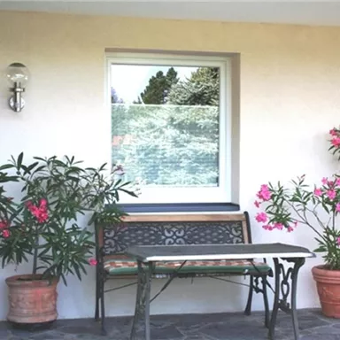 Eine gemütliche Terrasse mit einer Bank und zwei Töpfen voller blühender Pflanzen. Der Raum hat ein großes Fenster und ist von angenehm hellem Licht durchflutet.