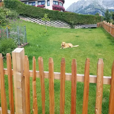 Ein schöner, grüner Garten mit einem Hund, der auf dem Gras liegt. Im Hintergrund sind Berge und ein Holzzaun zu sehen.