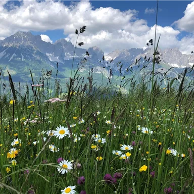 Ein blühendes Wiesenmeer mit bunten Blumen und grünen Gräsern. Im Hintergrund sind majestätische Berge und ein blauer Himmel zu sehen.