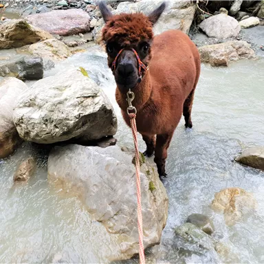 Ein Lama steht im fließenden Wasser zwischen großen Steinen. Es hat eine braune Fellfarbe und trägt ein Halfter.