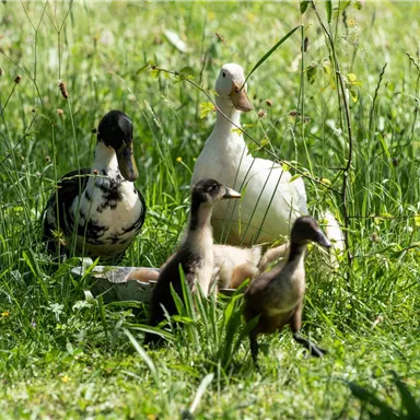 A group of ducks stands in a green garden. The scene shows a mix of adult and young ducks, surrounded by lush grass.