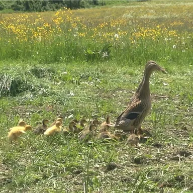 Eine Ente mit vielen kleinen Küken läuft über eine grüne Wiese. Im Hintergrund blühen gelbe Blumen.