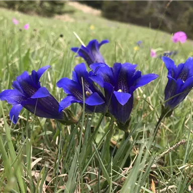 A group of bright blue flowers stands in the grass. In the background, more flowers are visible.