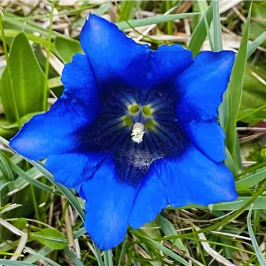A bright blue flower with a star-shaped form. It grows in the green grass.
