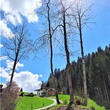 A green meadow with tall trees and a house in the background. The sky is blue with a few white clouds.