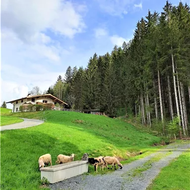 A picturesque landscape with a farmhouse and trees. In the foreground, sheep are grazing on the meadow.