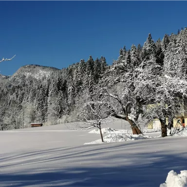 Eine verschneite Landschaft mit einem weißen Feld und einem gemütlichen Haus. Im Hintergrund erheben sich schneebedeckte Berge und hohe, grüne Tannenbäume.