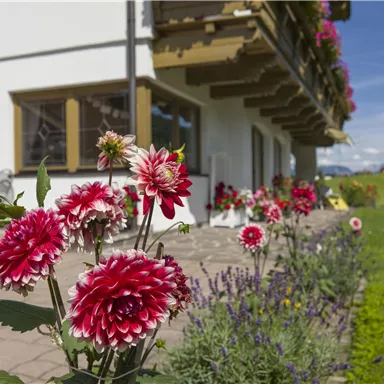 Eine schöne Terrasse mit bunten Blumen im Vordergrund. Im Hintergrund ist ein Haus mit Balkonen und einer grünen Wiese zu sehen.