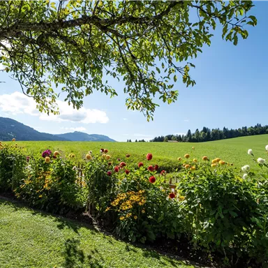 Ein malerischer Garten mit bunten Blumen vor einer grünen Wiese und Bergen im Hintergrund. Der Himmel ist klar und sonnig.
