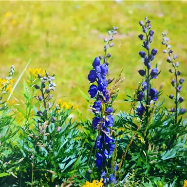 Bunte Blumen auf einer Wiese, mit leuchtend blauen und gelben Blüten. Die grüne Umgebung verleiht der Szene eine frische und lebendige Atmosphäre.