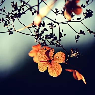 Delicate branches with orange flowers stand out against a dark background. The flowers give the scene a gentle and soothing atmosphere.