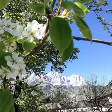 A blooming birch in the foreground with white flowers. In the background, high mountains and a clear blue sky can be seen.