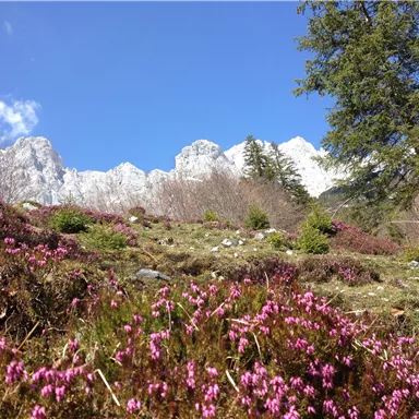 A blooming meadow with purple flowers and green grass. In the background, majestic mountains and a blue sky can be seen.