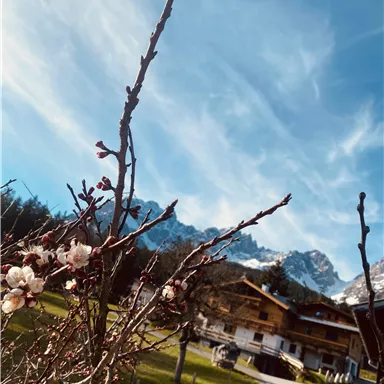 Blühende Zweige im Vordergrund mit Bergen im Hintergrund. Eine ruhige Landschaft mit einem blauen Himmel.