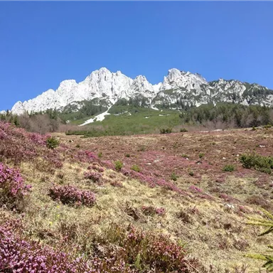 A majestic mountain landscape with snow-capped peaks. In the foreground, purple plants bloom on a green meadow.