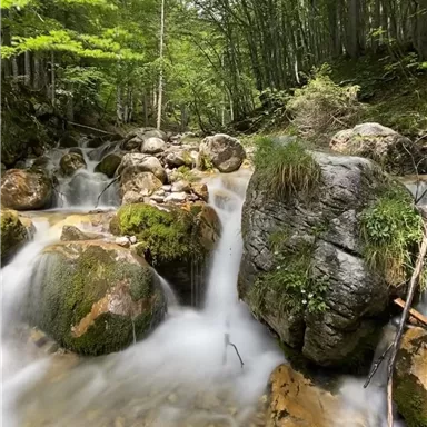 A clear stream flows through a green forest. Large stones and moss are visible along the bank.