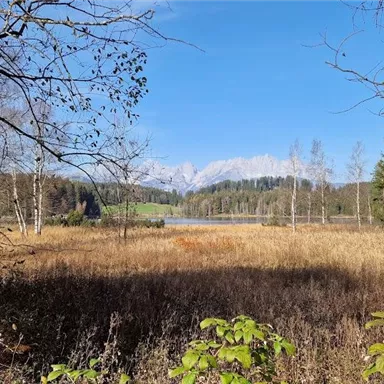 Eine ruhige Landschaft mit goldenen Wiesen und einer klaren Sicht auf die Berge im Hintergrund. Der Himmel ist blau und es gibt einige Bäume im Vordergrund.