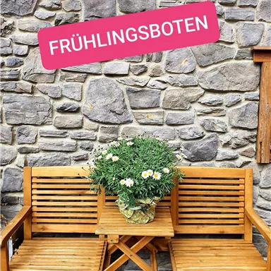 A cozy wooden bench stands in front of a stone wall. On the bench sits a pot with fresh flowers.