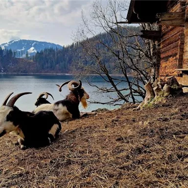 Eine kleine Gruppe Ziegen sitzt auf dem Boden neben einem Holzhaus an einem ruhigen See. Im Hintergrund sind Berge und ein klarer Himmel zu sehen.
