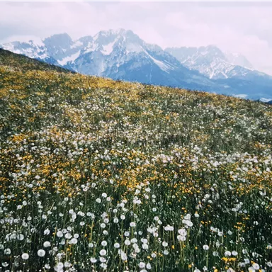 Eine blühende Wiese mit weißen und gelben Blumen. Im Hintergrund sind schneebedeckte Berge zu sehen.