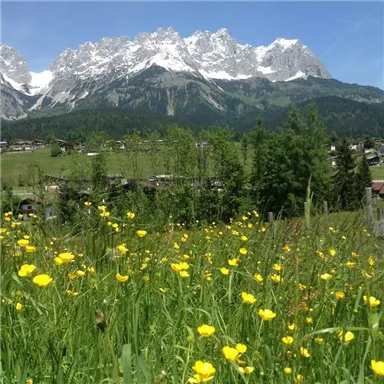 Eine malerische Berglandschaft mit schneebedeckten Gipfeln und grünem Gras. Im Vordergrund blühen gelbe Blumen in der Wiese.