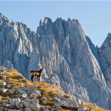 Chamois at the Wilder Kaiser