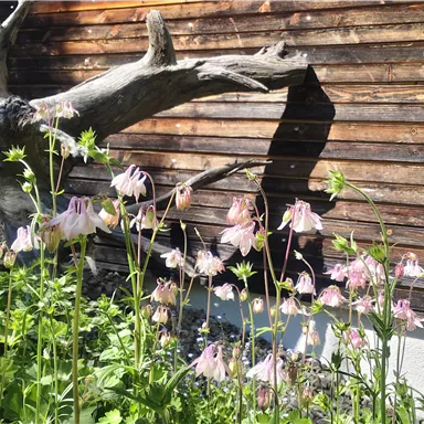 A garden with delicate, pink blossoms and an old tree trunk in the background. The wooden wall complements the natural scenery.