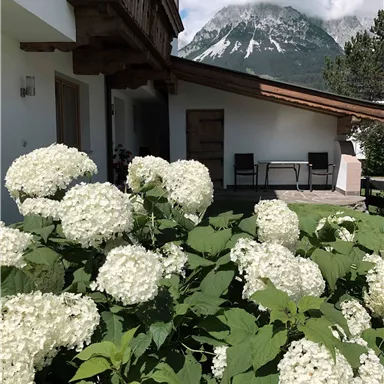 A beautiful house with a garden full of white hydrangeas. In the background, mountains and a blue sky are visible.