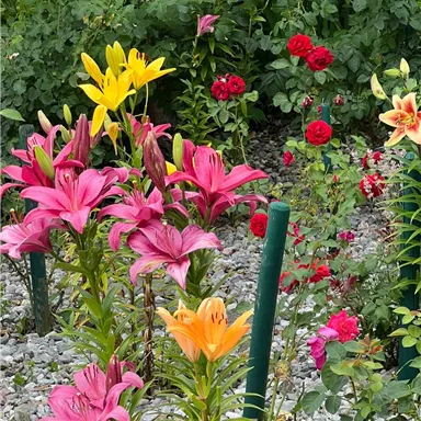 A colorful garden full of flowers with various lilies and roses. The colors range from pink and yellow to red and orange.