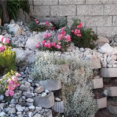 A beautiful garden landscape with colorful flowers and stones. The small plants are carefully arranged and give the area a natural fragrance.