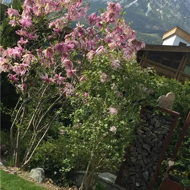 A beautiful flowering plant with pink blossoms stands in a garden. Majestic mountains are visible in the background.