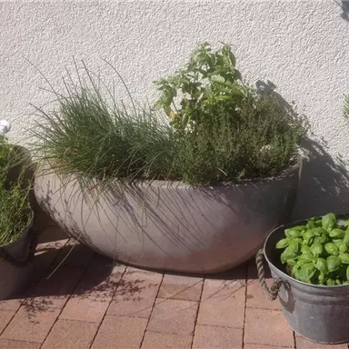A garden with various plants in pots. In the foreground, there is a large grey pot with herbs, and in the background, smaller pots with additional plants.