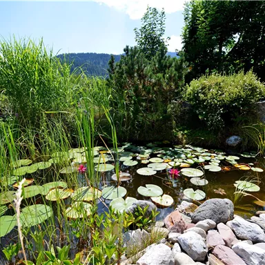 A tranquil pond with water lilies and green plants surrounded by stones. In the background, a clear sky and gentle hills can be seen.