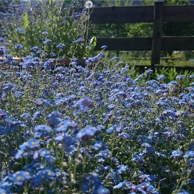 A field of blue flowers, surrounded by green grass and a wooden fence. In the background, a beautiful sunny day can be seen.