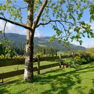A green meadow with a tree and a wooden fence. In the background, hilly landscapes and a blue sky can be seen.