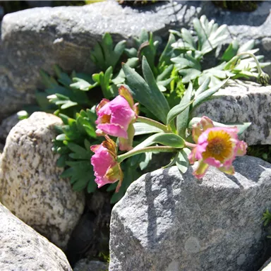 Eine Blume mit pinken Blüten wächst zwischen grauen Steinen. Im Hintergrund sind grüne Pflanzen zu sehen.