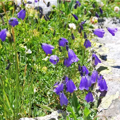 Bunte lila Blumen wachsen neben einem Felsen. Die Szene zeigt eine schöne, natürliche Wiese.