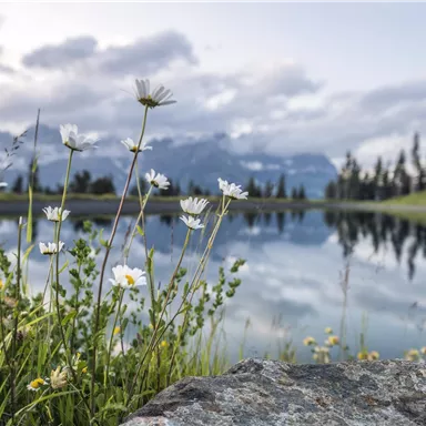 A tranquil pond surrounded by colorful wildflowers and green meadows. In the background, gentle mountains and a cloudy sky can be seen.