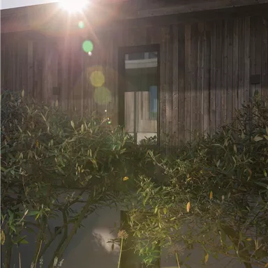 A modern wooden house with plants in the foreground. The sun shines brightly and creates a pleasant atmosphere.